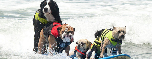 Polo Chemise anglais bouledogue Boss chiens Race Dogs Animal Domestique Chiot éleveurs